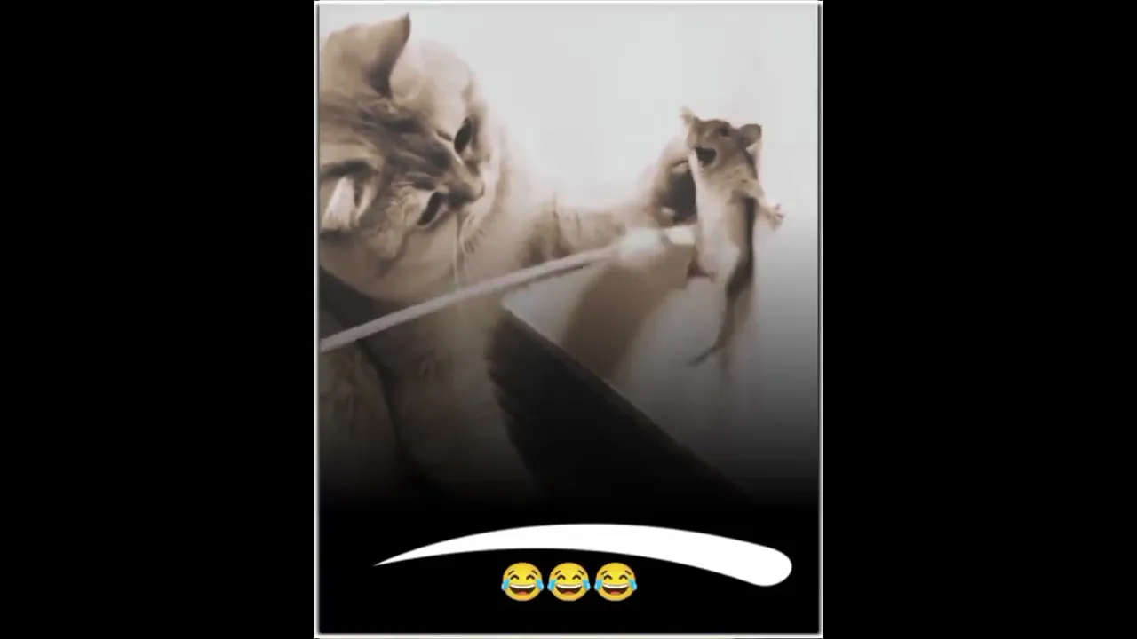وەی مردم خوم جەوم نەبو ئەو ڤیدویەم بینی😂تو سەیری مشکەکە چەند کوتی کوتیە جەند قشت پێ دەکەنێت😹