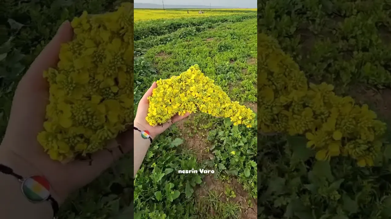 211 create map Kurdistan flower 🌼😍#kurdistan #viral #کورد #views #اكسبلور #shortvideo #kurdi #shorts