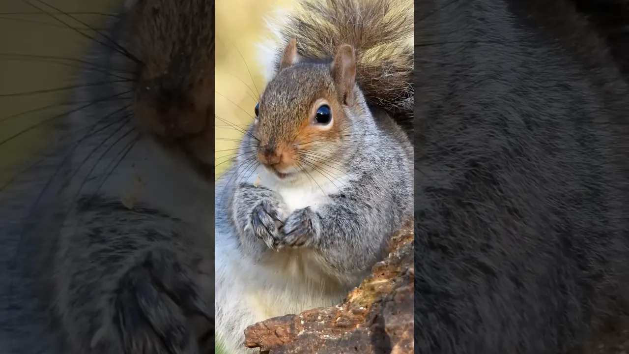 A Squirrel’s Peaceful Moment 🐿️🌿 #viral #wildlife #animals #squirrel #squishy #fyp #foryou 🤎🌰