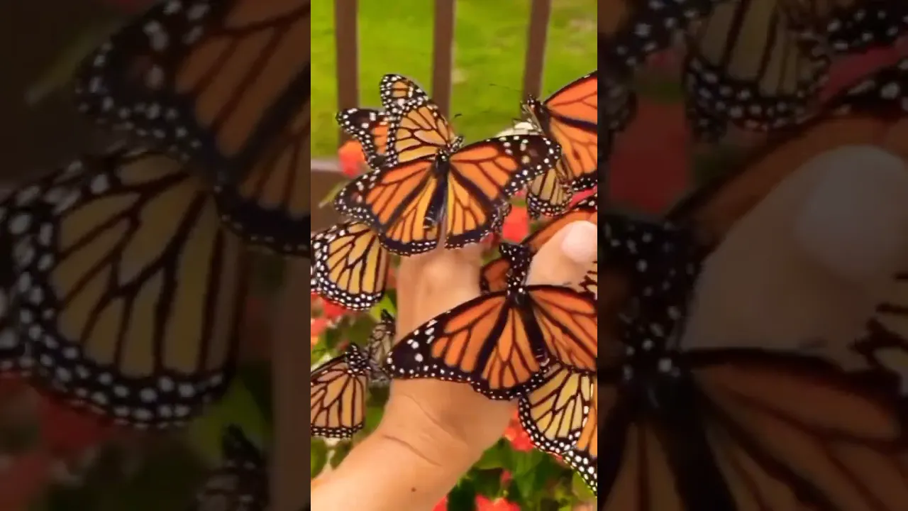 🦋🌺💐 #butterfly #shorts #monarch #butterflygarden #metamorphosis #insects #papillionmachaon