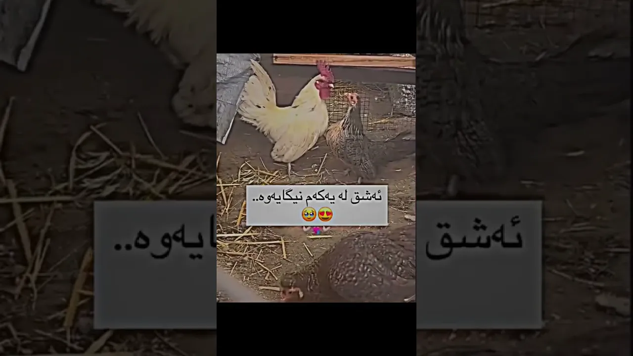 ئەرێ وایە جەماعەت😂