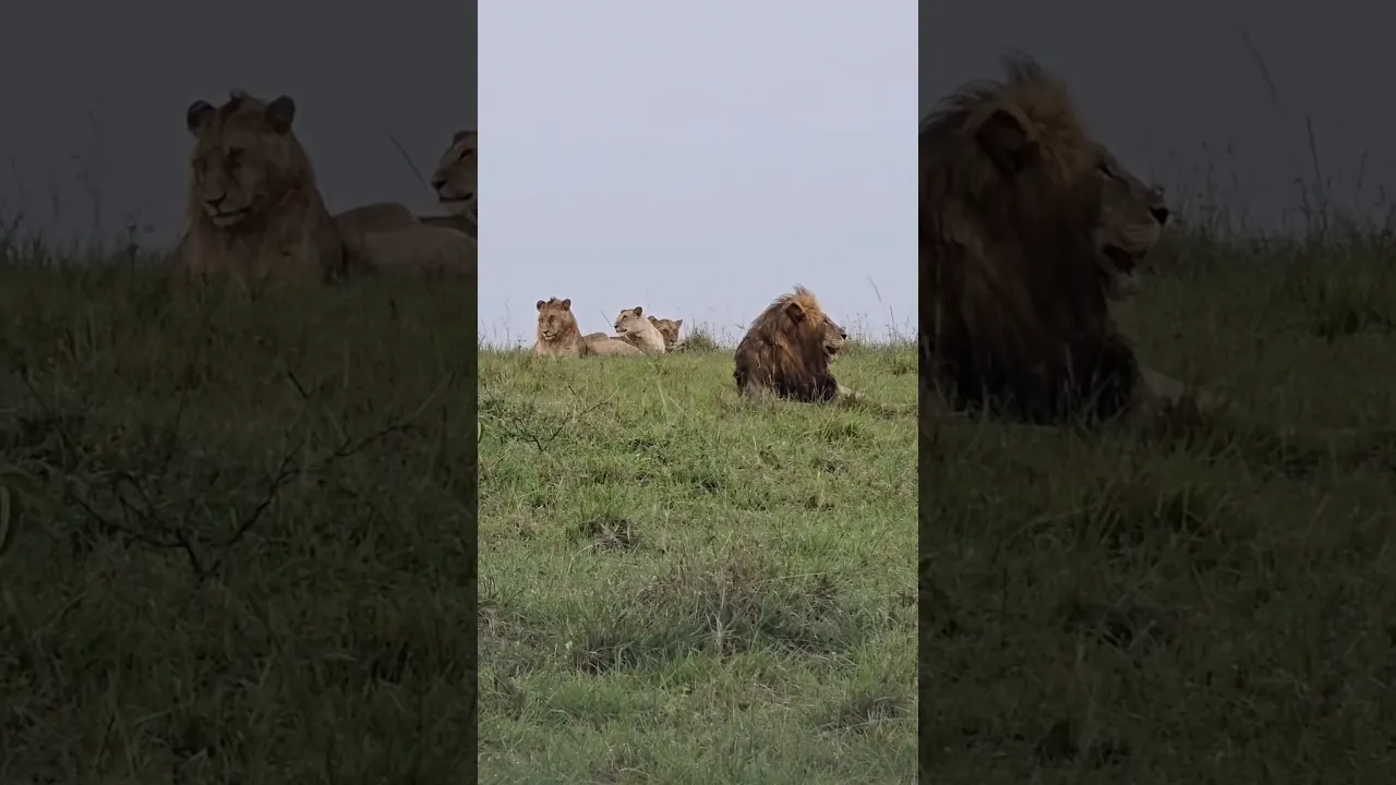 The servey pride 🦁 #viral #lion #wildlife #animals #safari #savannah #africa #fyp #reels #shorts 🧡