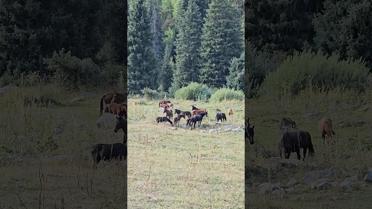Wild Horses Grazing Peacefully in a Mountain Meadow 🐎🌲 #viral #wildlife #wildhorses #horse #fyp 🤎