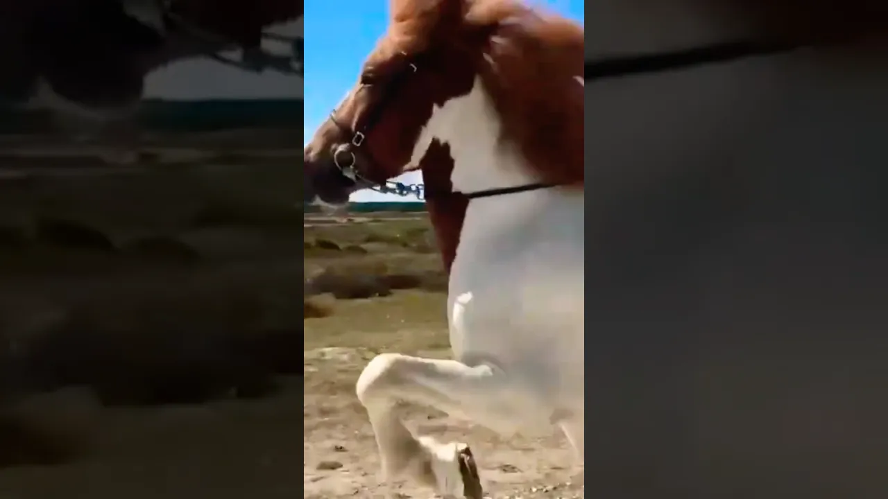 🔊Écoutez le rythme des battements de sabot du tölt. #chevalislandais #shorts #animals #horse