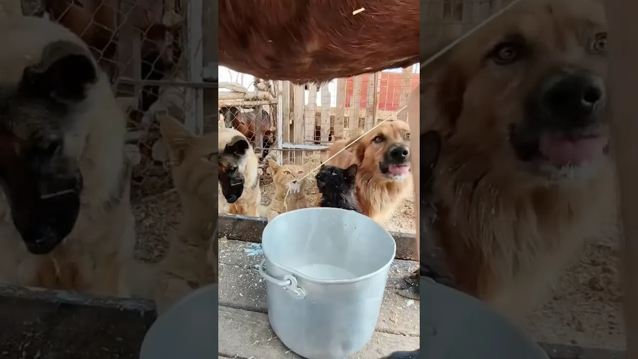 Straight from the source 🐐🥛 #viral #cat #dog #goat #nature #fyp #fypシ #shorts #fypシ゚viral ❤️