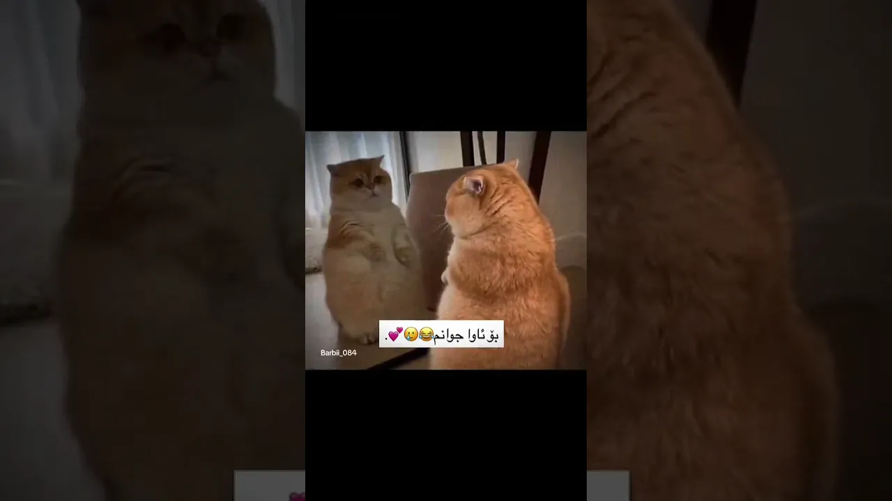 ئـێوەش وان😂