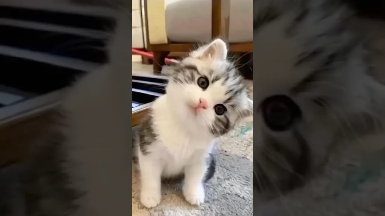 Soo Cute 😍 #cat #catlovers #catlife #meaow #shorts #animals #funny #funnyvideo #viral