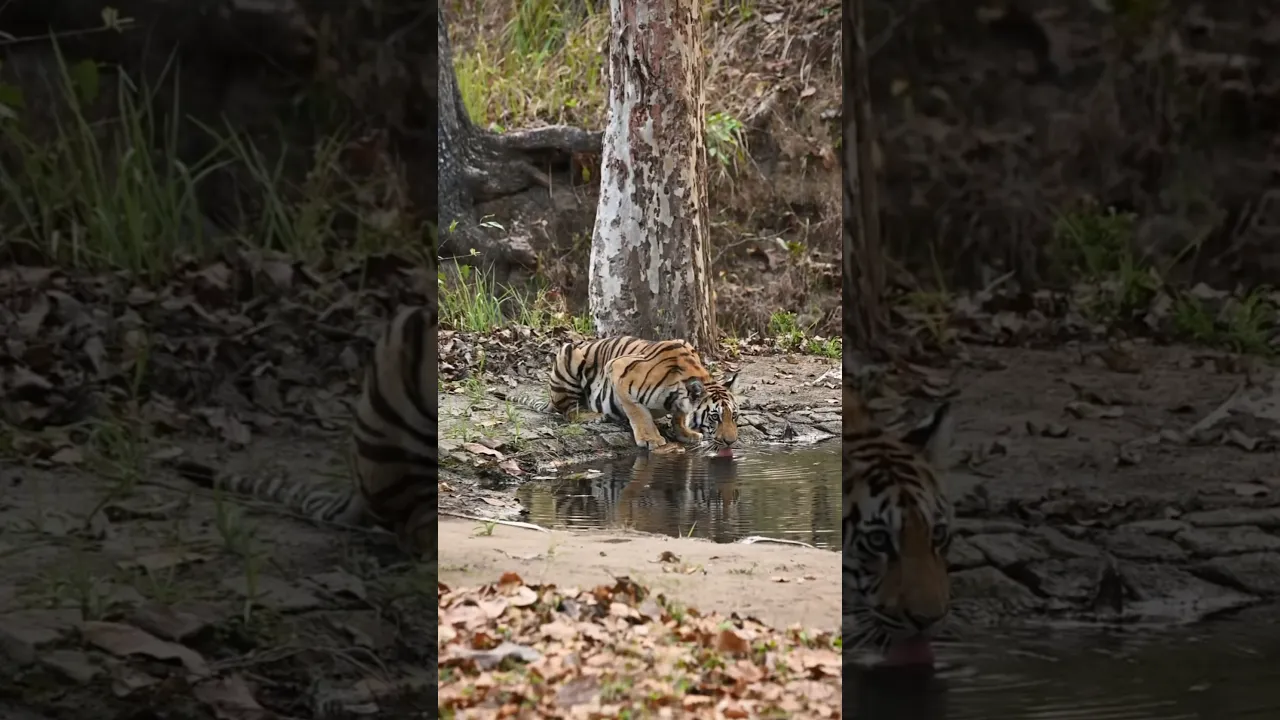 🌿💦 A Thirsty Tiger Caught on Camera 🐅 #viral #wildlife #tiger #lion #fyp #fpy #shorts #fypシ゚viral