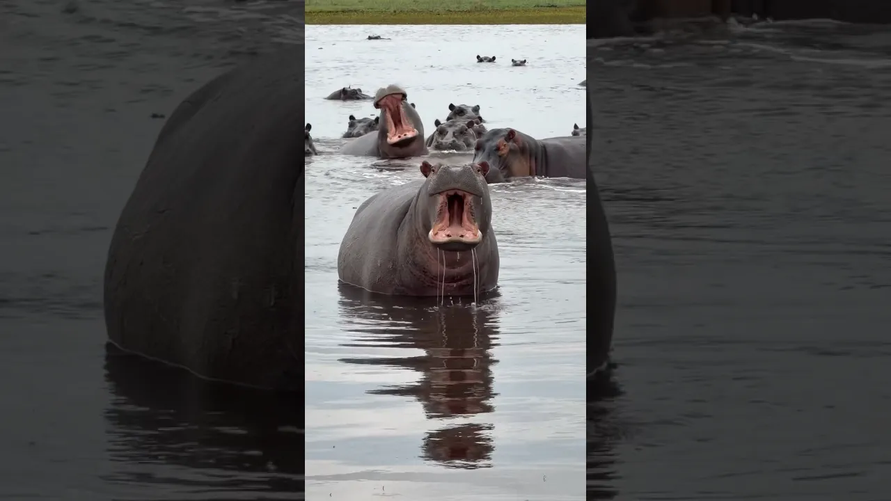 Hippopotamus 🦛 #animaux #viral #nature #wildlife #animals #animauxsauvages #fyp #hippo
