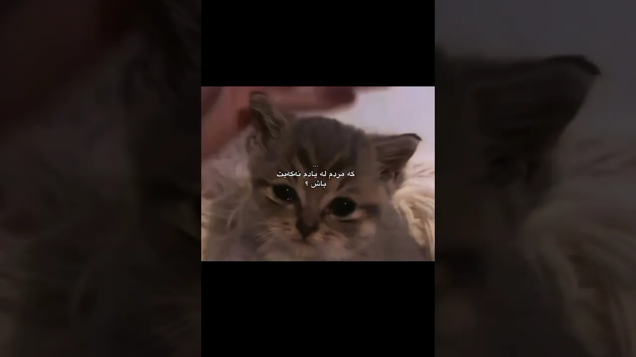 لـەیـادم نـەکـەن بـاش❤️‍🩹🥹