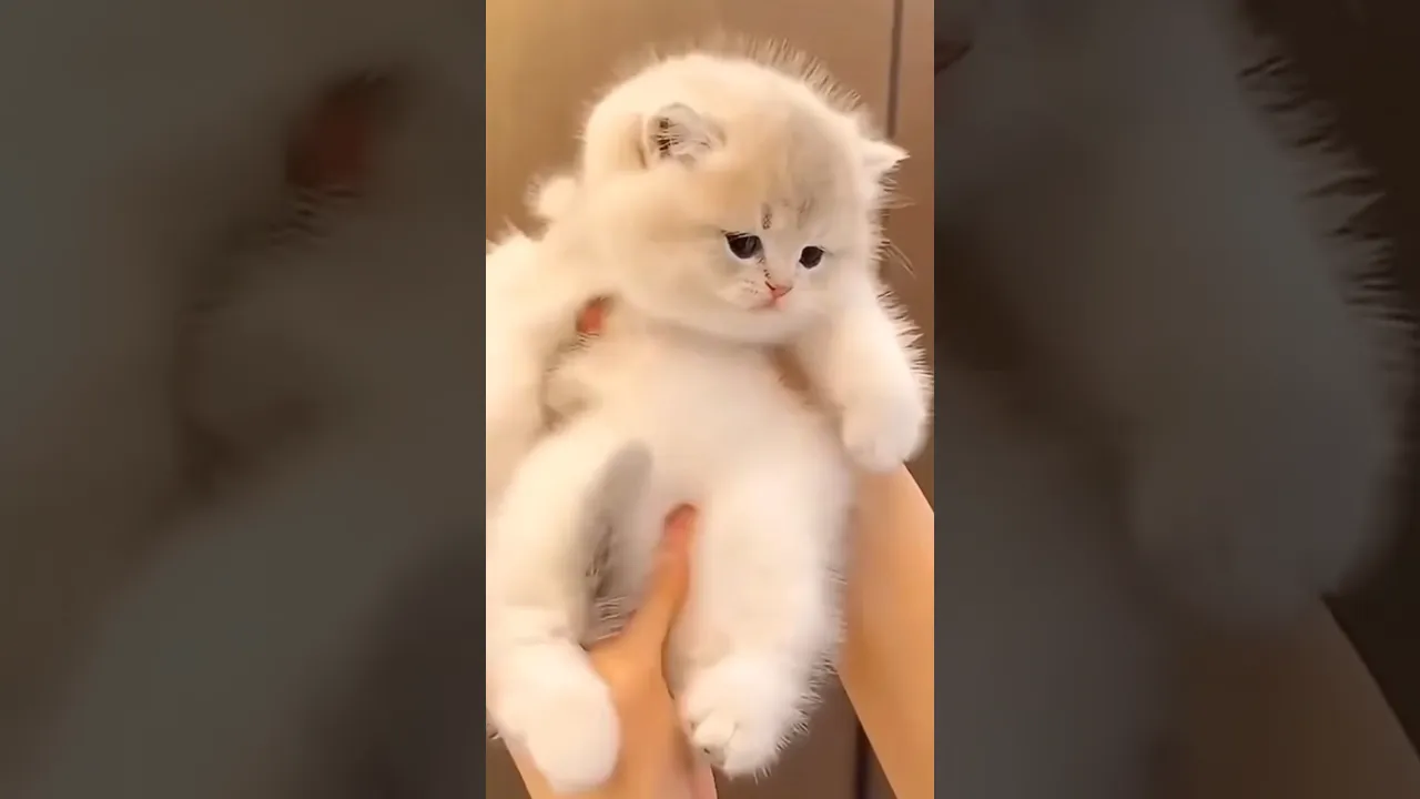 Cat videos cute cats kittens 😻🐾 #cat #kitten #funny #shorts #short #court #animals