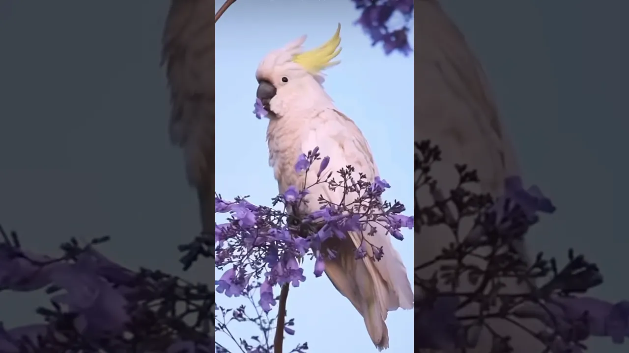 Yummy Jacaranda 💜💛 #birds #shorts #wildlife #nature #wildlifecinematography #animaux #animals