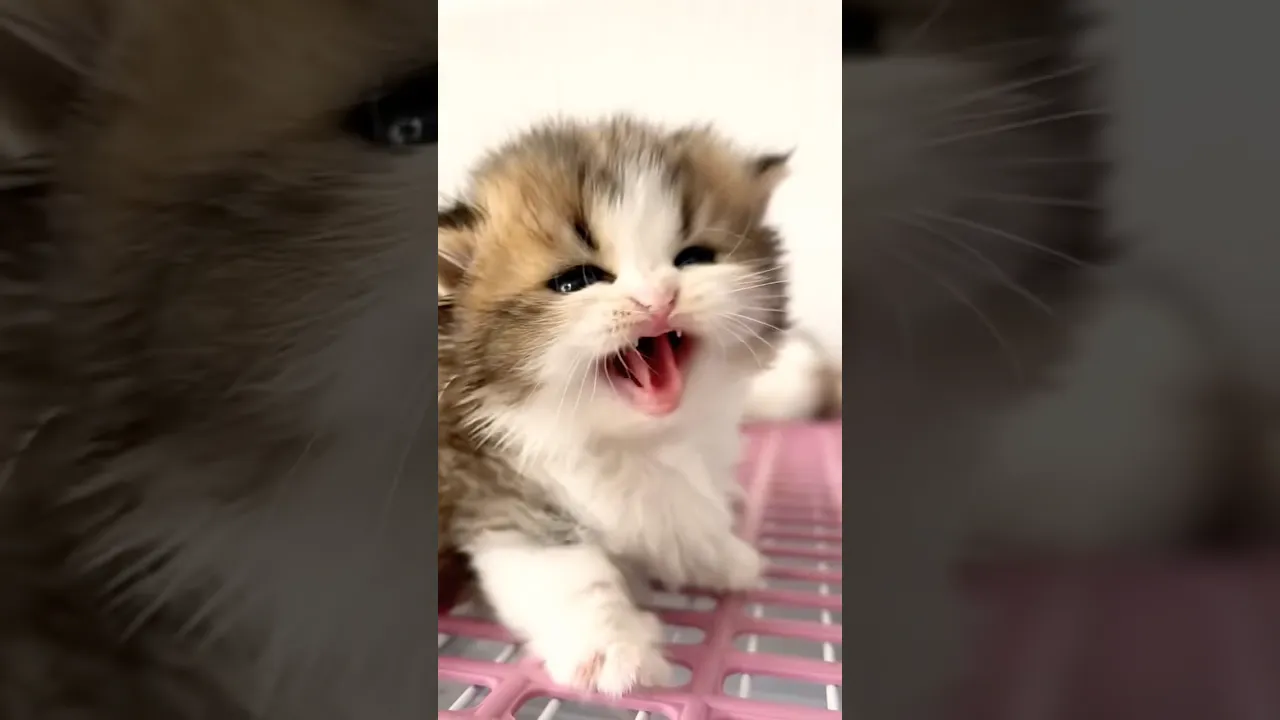 🤎🤍 #cat #kitten #shorts #animals #cute #cutebaby #cutecat #animaux #sonsdesanimaux
