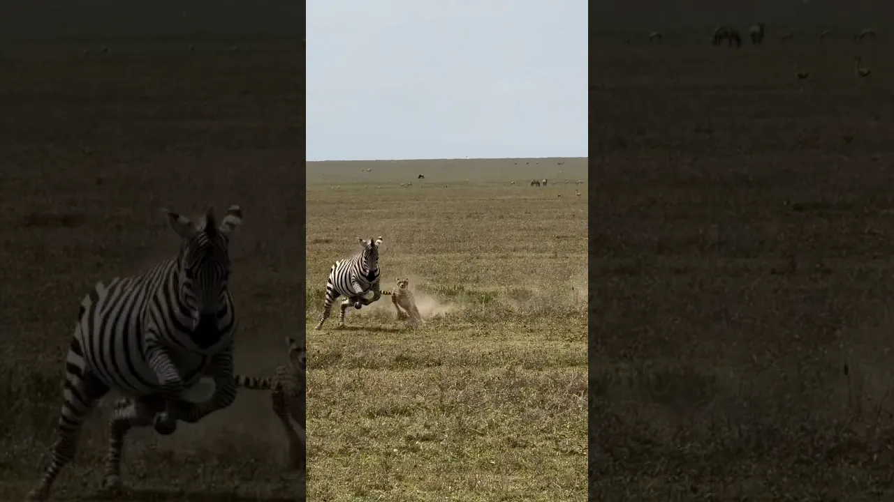 Cheetah chasing Zebras away from cubs 🦓🐆. #viral #fyp #animals #wildlife #nature #shorts #zebra 🖤