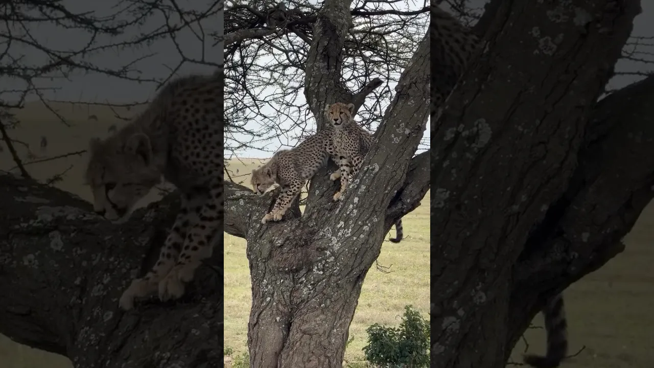 Two young cheetah cubs descend from a tree in the serengeti. 🐆🤎 #viral #fyp #cheetah #animals 🤎