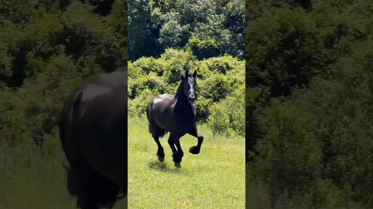 Horse sound 🎙️🐴 #animaux #horse #viral #fyp #shorts #animalfacts #nature #wildlife 🖤