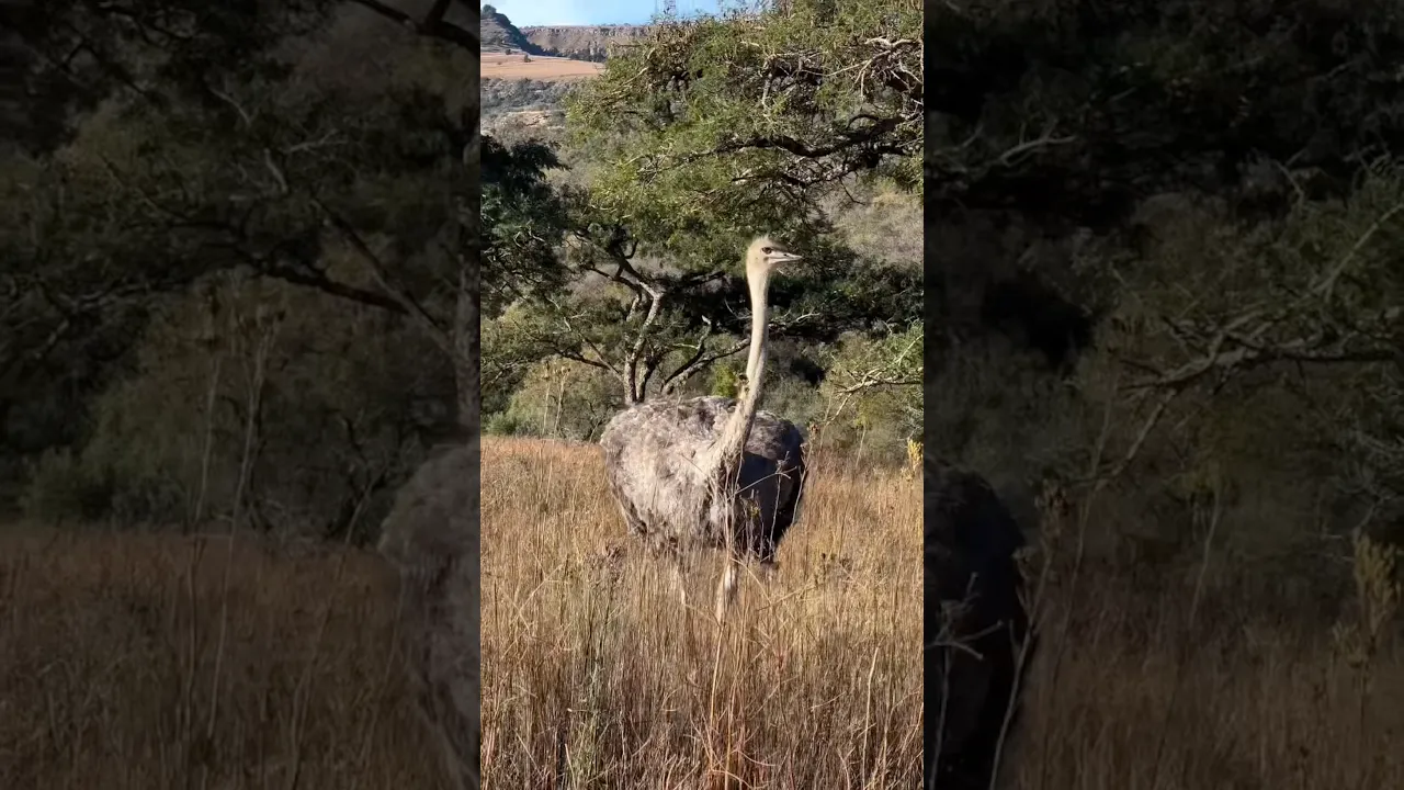 Ostriches are incredibly fast runners. 💨 #viral #animals #ostrich #fyp #lion #wildlife #nature 🤎