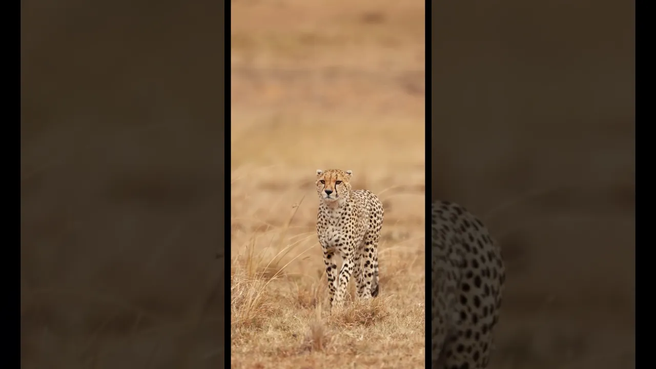 Majestic Cheetah Roaming the African Savannah 🐆 #viral #wildlife #animals #cheetah #trending #lion
