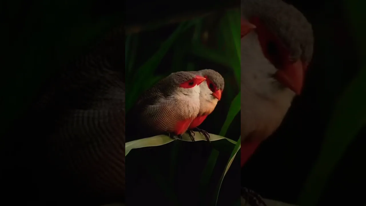 Charming birds, common waxbill. #birds #planetbirds #shorts #wildlifecinematography #animaux