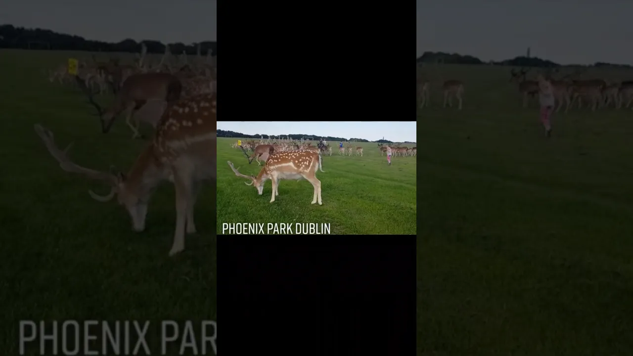 #ireland #phoenixpark #music #kurdishculture ~#kurdishmusic #dublin #deer #hawramanmusic #gorani