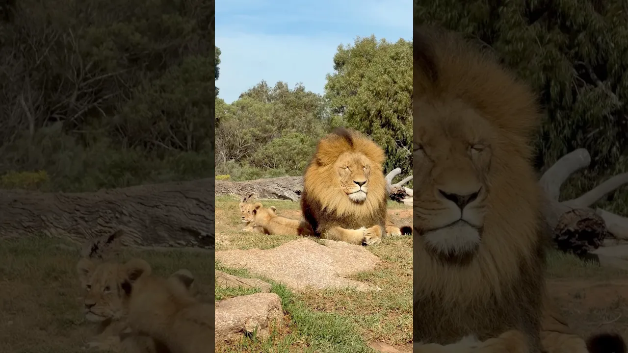 🦁 Father and Cub Sharing a Peaceful Moment in the Wild ! #viral #lion #fyp #shorts #reels #animals