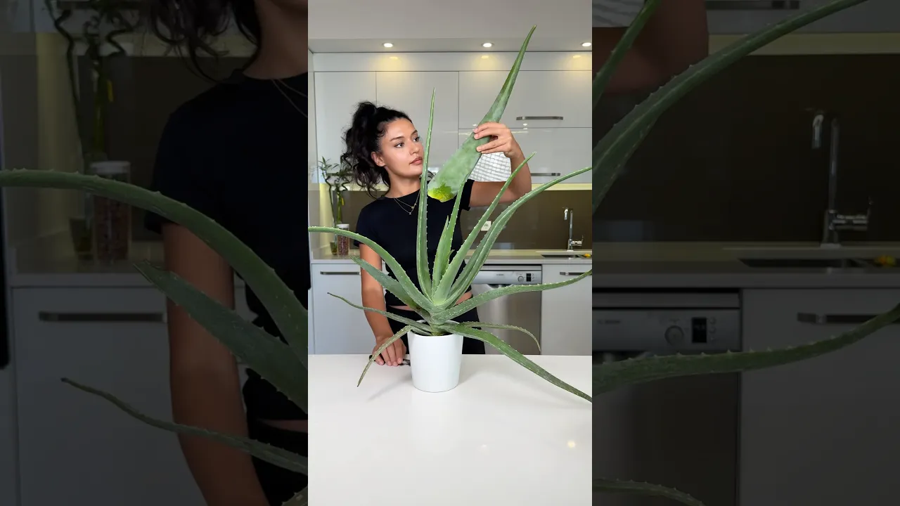 Aloe Vera #aloevera #busezeynep