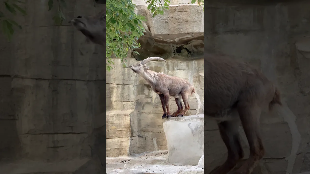 🐐 This Mountain Goat Defies Gravity ! #wildlife #animals #viral #nature #lion #fyp #goat #mountains