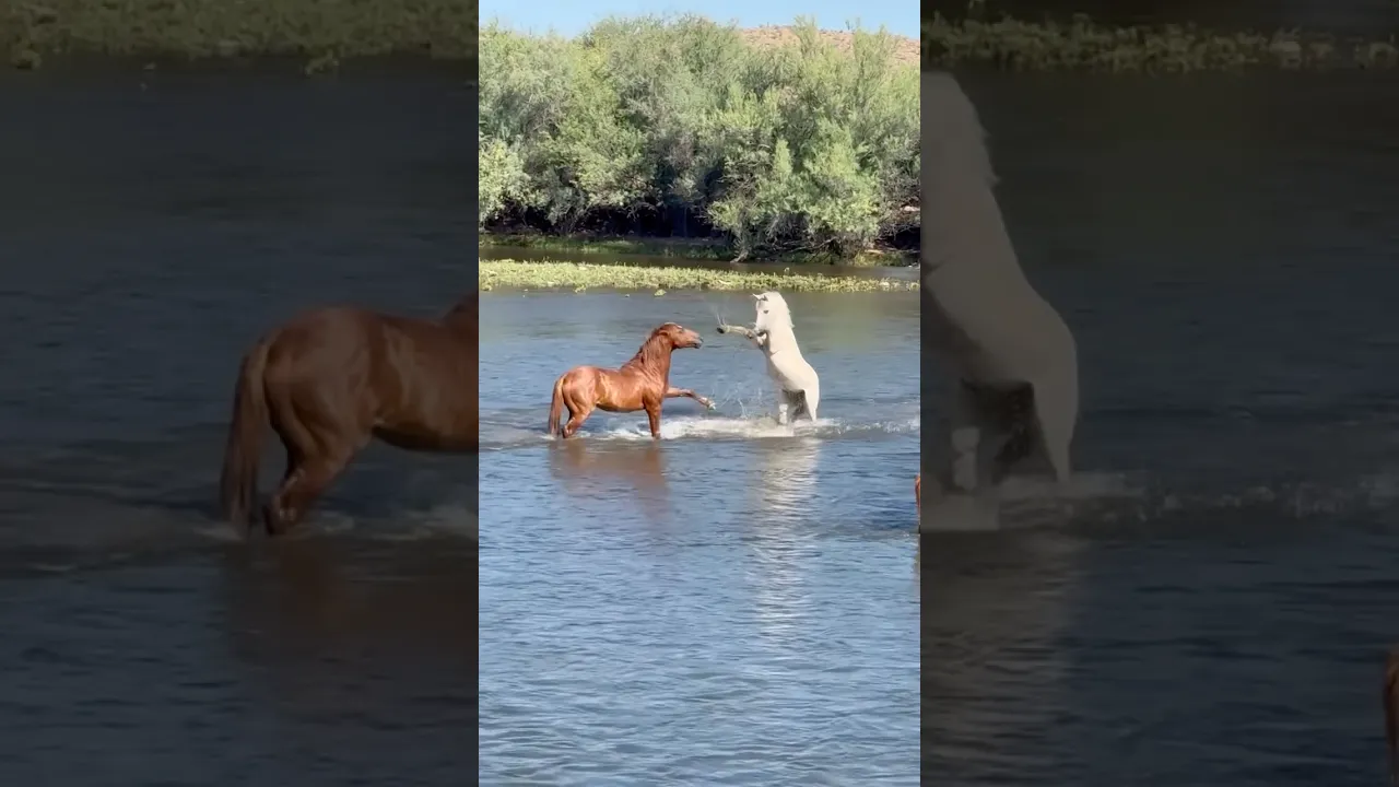 Horses 🐎🤎 #horse #viral #wildlife #animals #wildanimals #nature #fyp #shorts #fypシ #fypシ゚viral 🐎