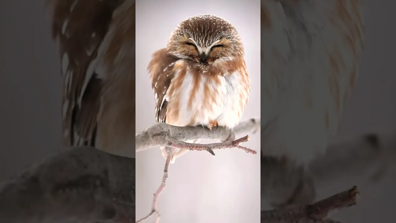 La petite nyctale 🦉 #natgeo #nature #shorts #birds #owl #animaux #wildlifecinematography