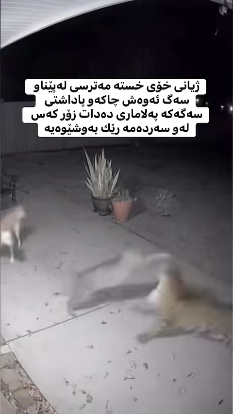 TikTok video #7560319666342776072