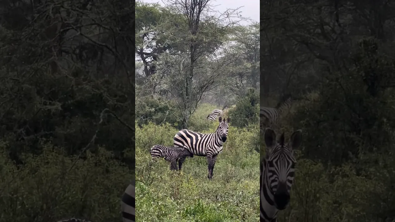 New born zebra’s first steps 🦓 HD⧸4K #zebra #animals #nature #animalfacts #viral #shorts #fyp 🖤🤍
