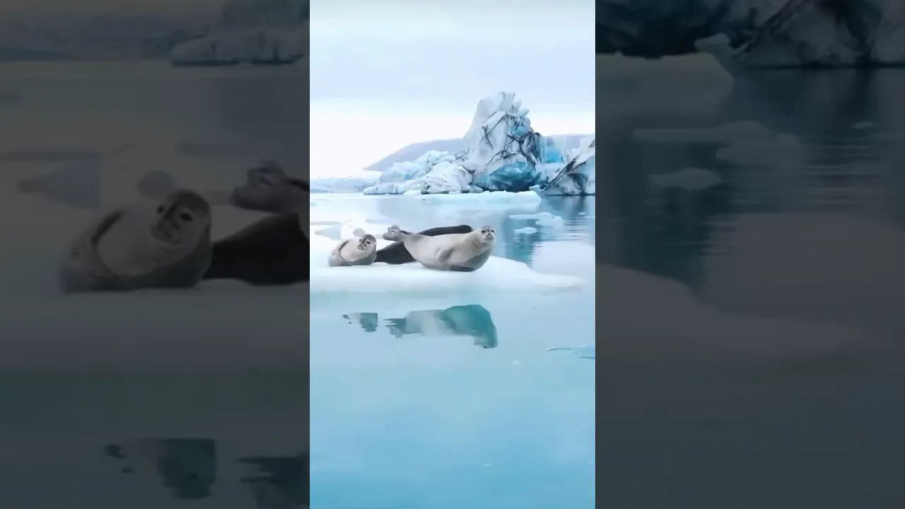 Which seal species do you think this is ？ #nature #wildlife #oceans #iceland #sea #marinemammals 🦭