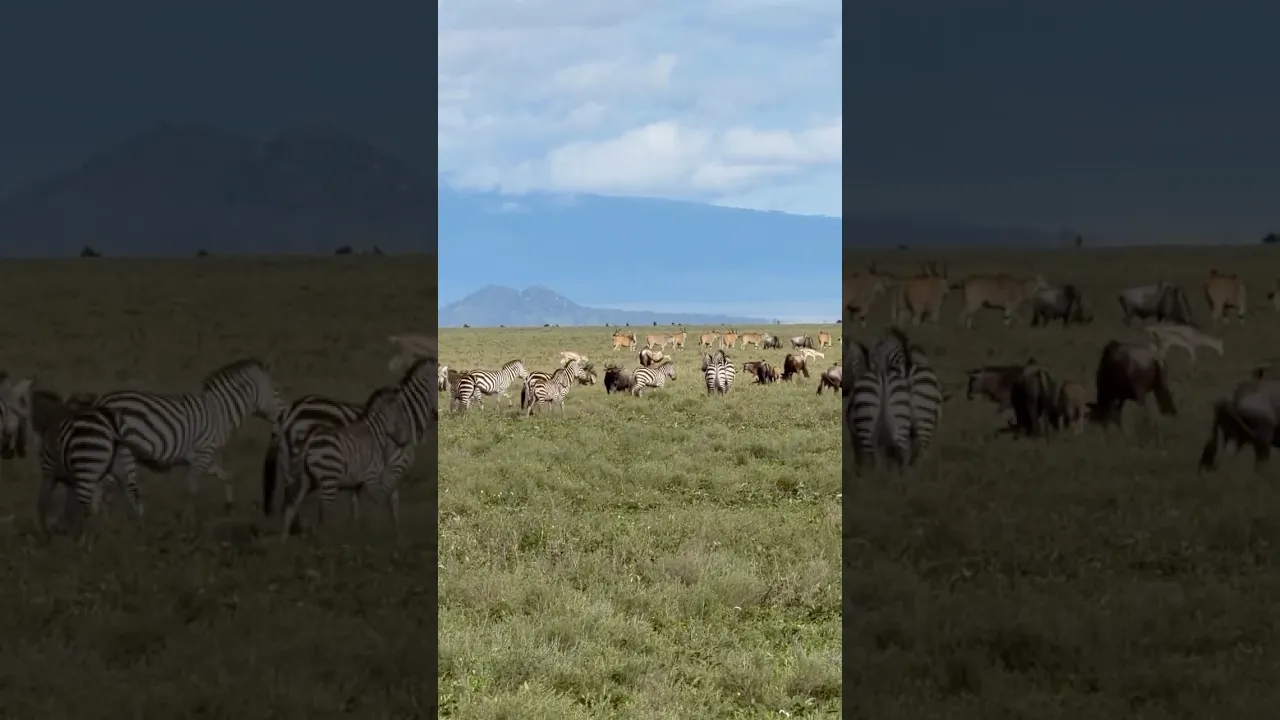 Wildlife aggregation 🫶 #wildlife #viral #animals #safari #nature #fyp #foryou #lion #animaux