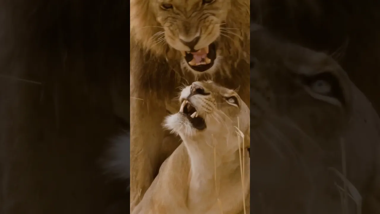 🦁🤎 #lion #viral #fyp #shorts #animalfacts #nature #tanzania #animals #love #trending #animaux