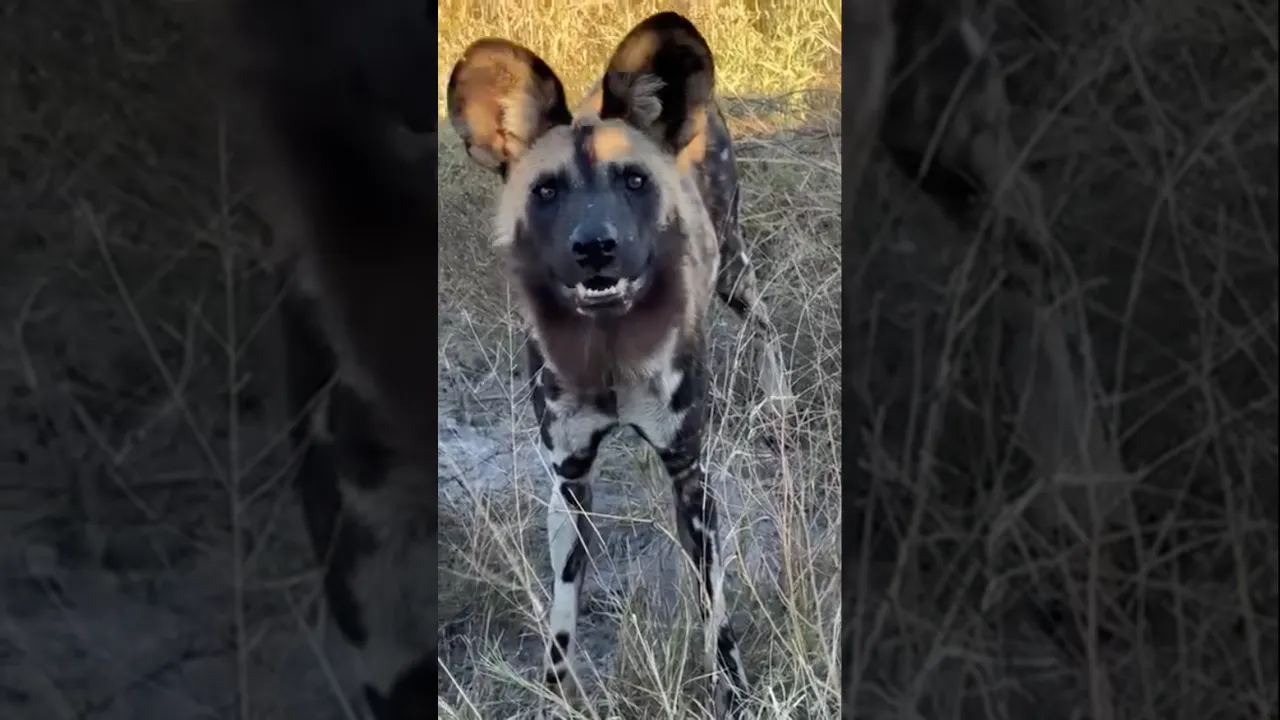 African Wild Dog 🤎🖤 #viral #wildlife #animals #safari #africa #fyp #africansafari #dog #trending