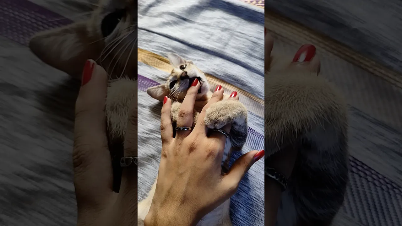 When a Kitten Chooses Your Finger as a Snack 😂❤️ #viral #kitten #cat #fyp #fypシ゚viral #shorts 🐈🤎