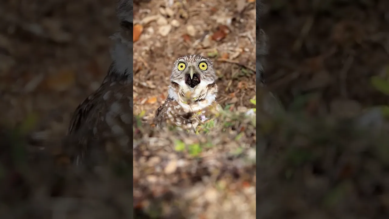 What did he see ？ 😂 Burrowing owl, Cape Coral, FL. #birds #funnyanimals #animauxsauvages #viral 🦉
