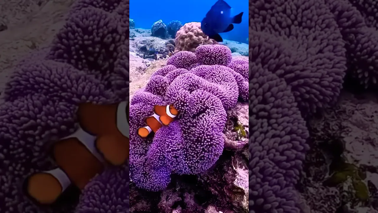 A clownfish never leaves its anemone home unprotected 🐠🪸 #ocean #shorts #underwater #seaworld