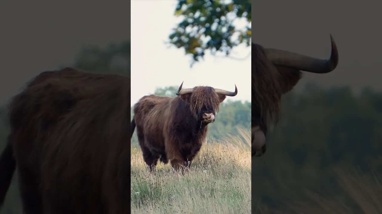 The Most Majestic Cow You’ll Ever See! 🐂✨ #viral #cow #cattle #fyp #lion #animals #wildlife #nature