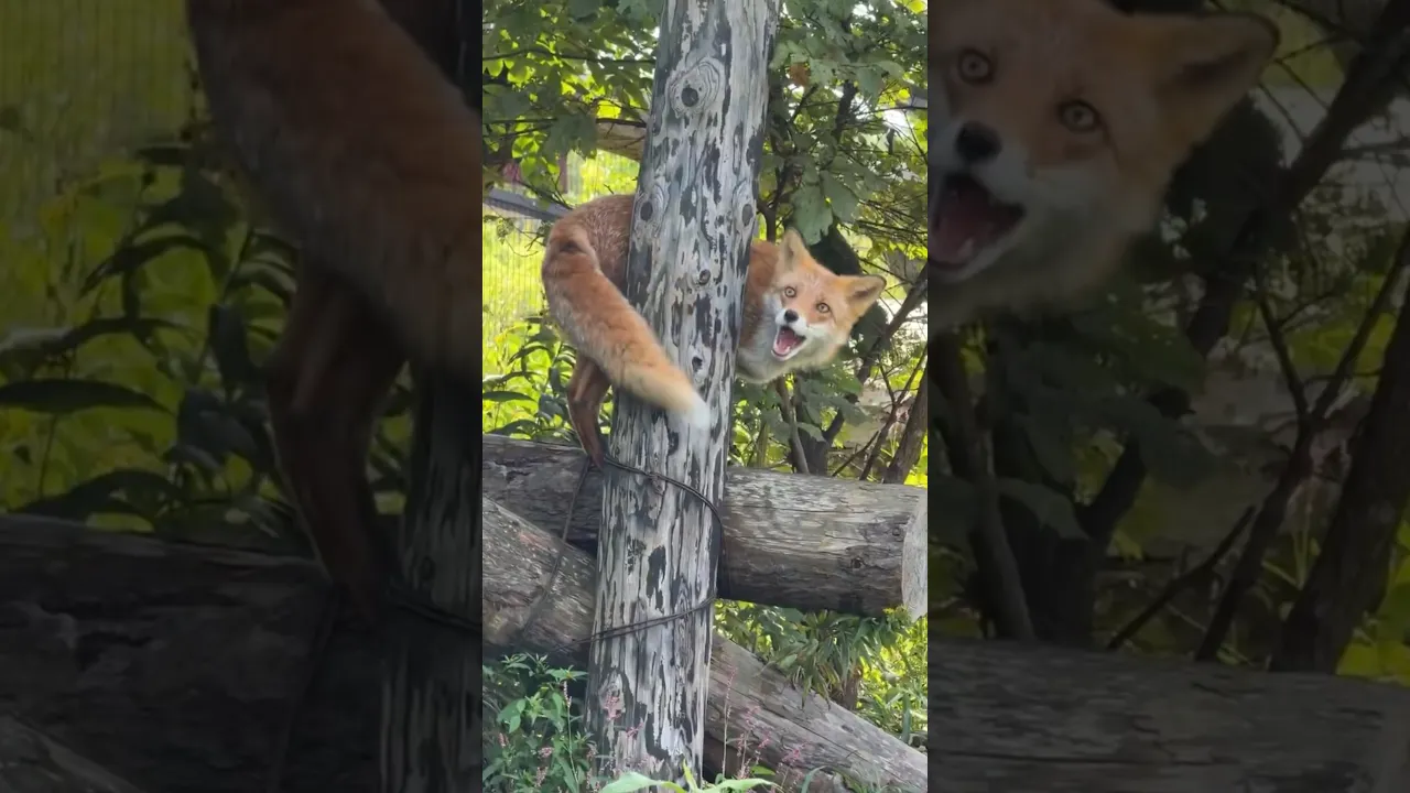 Meet the Hokkaido Red Fox (Kita Kitsune) 🦊❄️ #viral #shorts #fox #wildlife #renards #fyp #fypシ ❤️