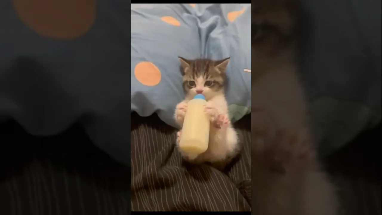 Every day is a good day with this sweet kitty 🌸 #babycat #cat #kitten #cutecat #shorts #animals 🥰
