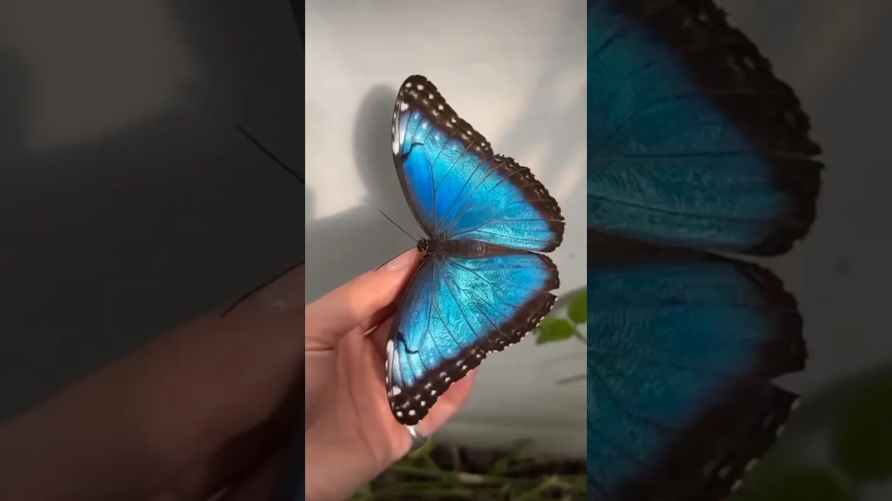 Blue Morpho Butterfly 🦋💙 #butterfly #butterflies #shorts #bluemorpho #butterflyfarm
