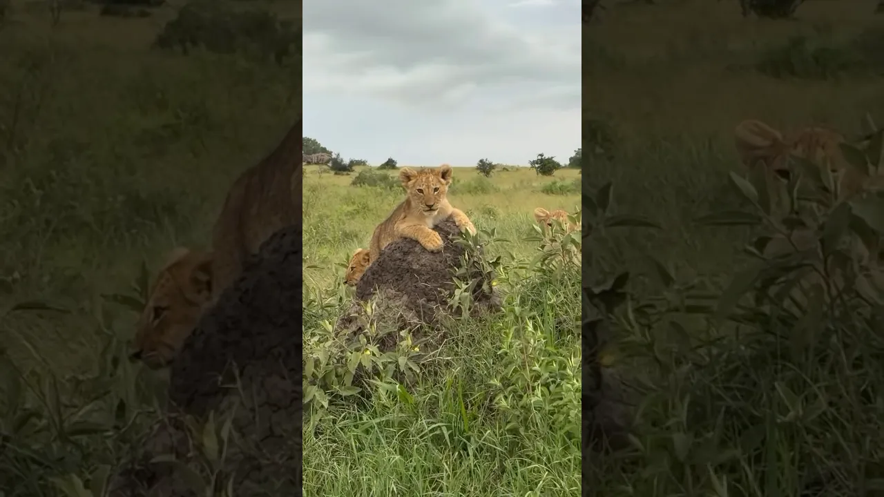 Future Kings of the Serengeti 🦁👑 #viral #lion #lioncub #wildlife #shorts #fyp #fypシ #fypシ゚viral 🤎