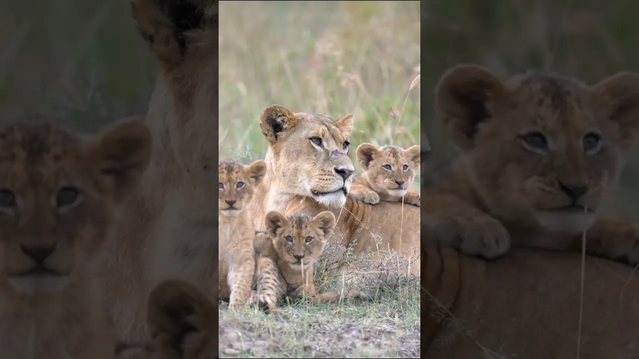 🦁🤎 #nature #lion #shorts #animaux #animals #wildlife #naturephotography #safari #kenya