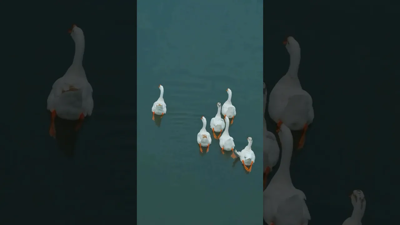 Loading 100% healing energy… 🦢💙 #birds #duck #viral #shorts #fyp #animaux #nature #animalfacts 🤍