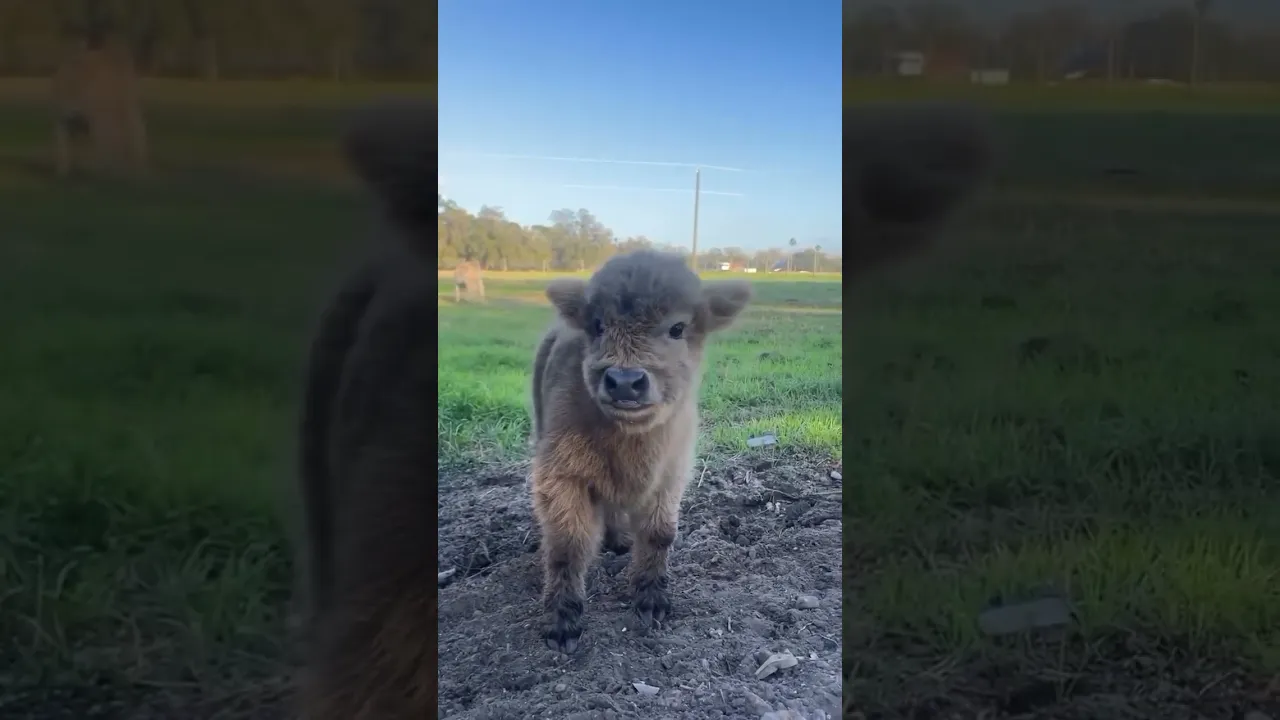 Please everybody look at this adorable baby cow 🐮🥰 #shorts #shortvideo #cow #babycow #animals ❤️❤️