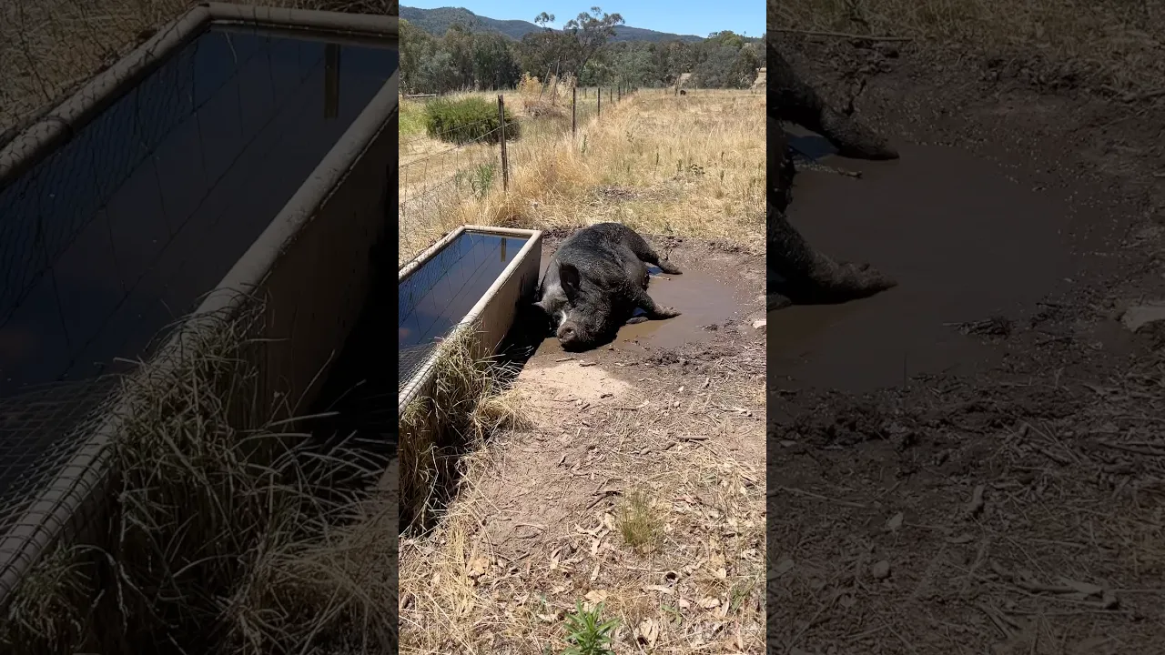 Happy Pig Enjoying a Refreshing Mud Bath 🐷💦
