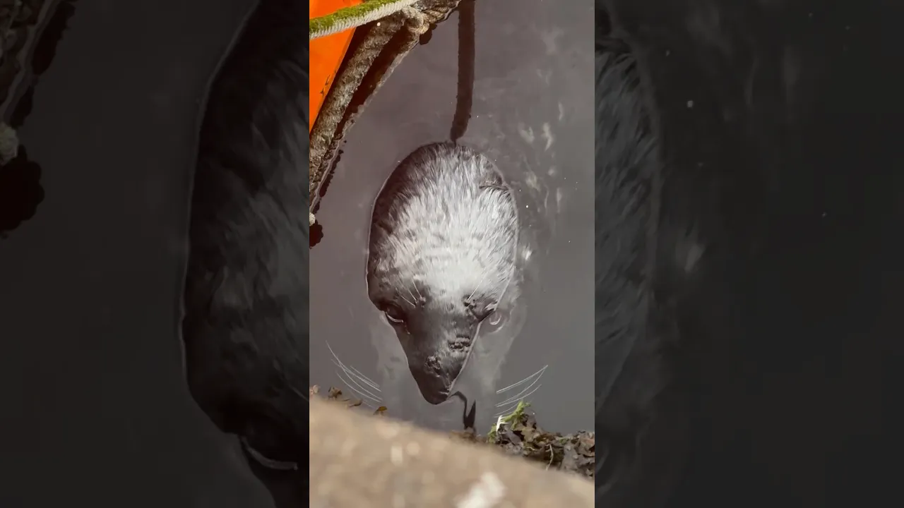 This Seal’s Stare Will Leave You Speechless… 🦭👀