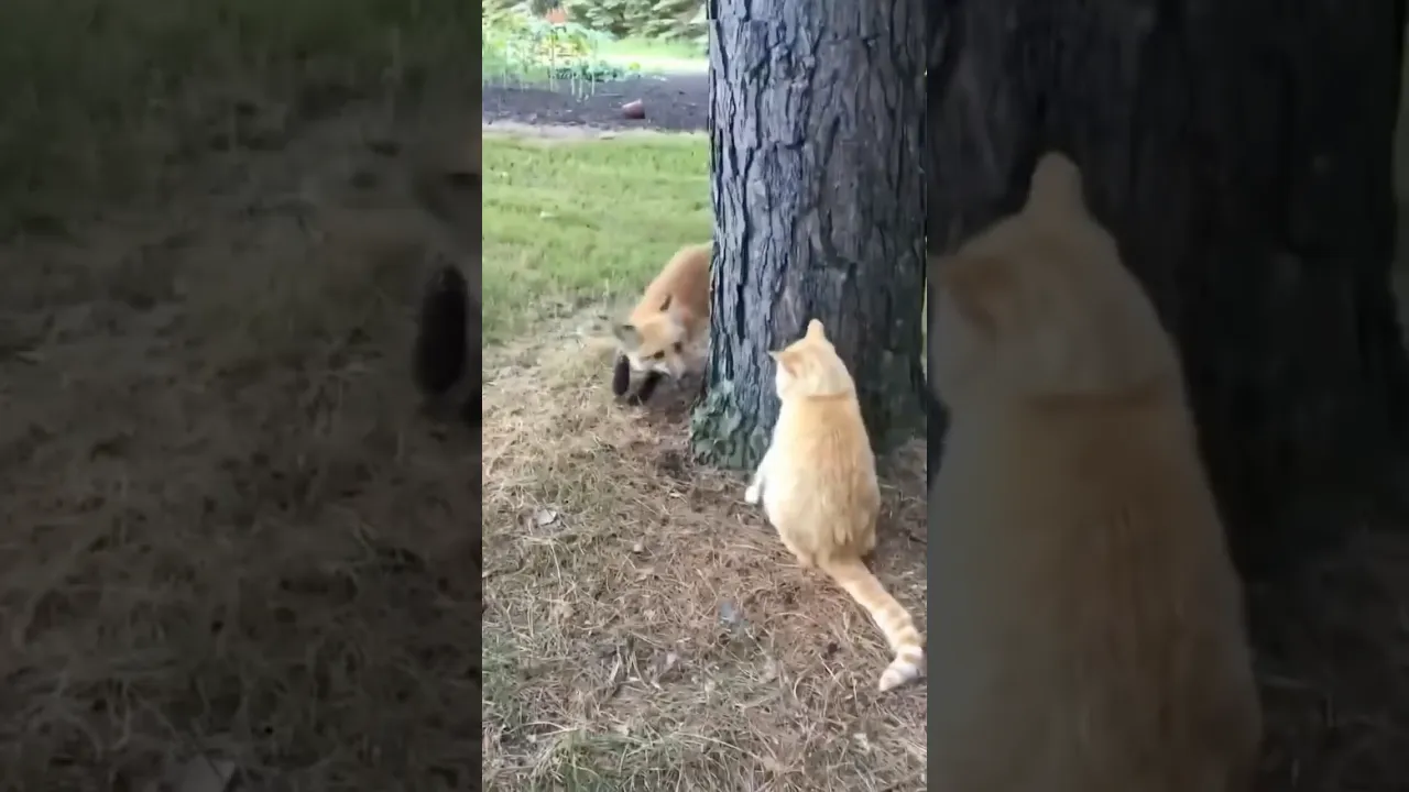 Cat and Fox Play Fighting Without Any Fear 🦊🐱❤️ #viral #wildlife #cat #fox #fyp #fypシ #fypシ゚viral