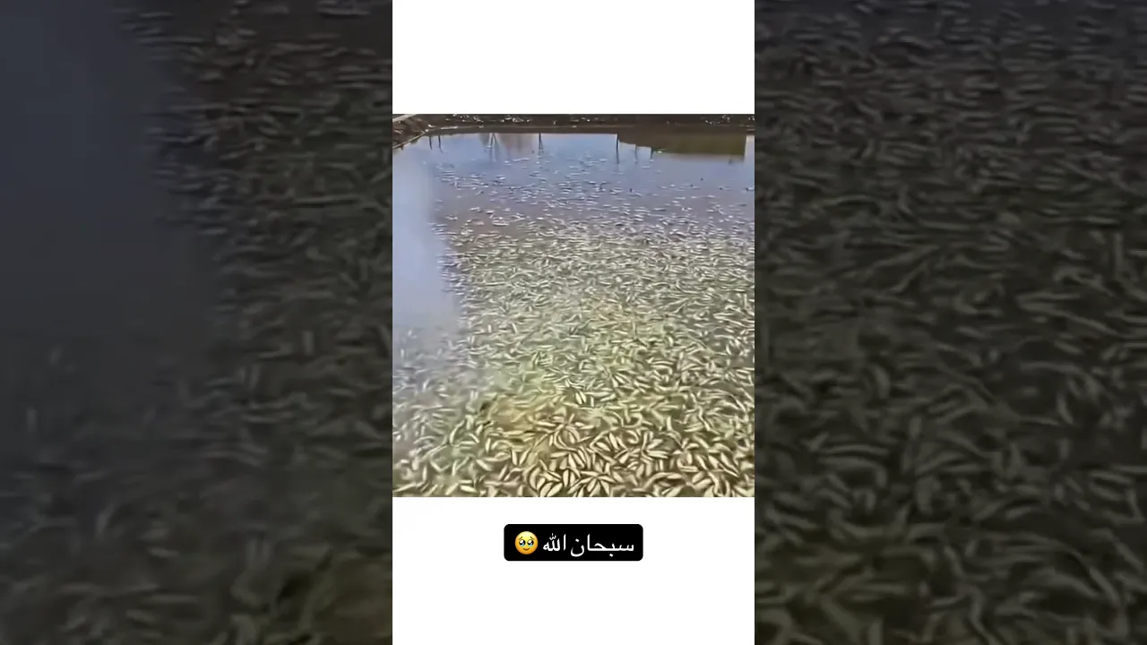 🥹